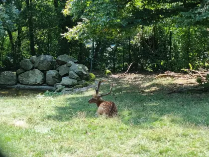 Suche Wiese oder Wald (Landw. Nutzfläche)