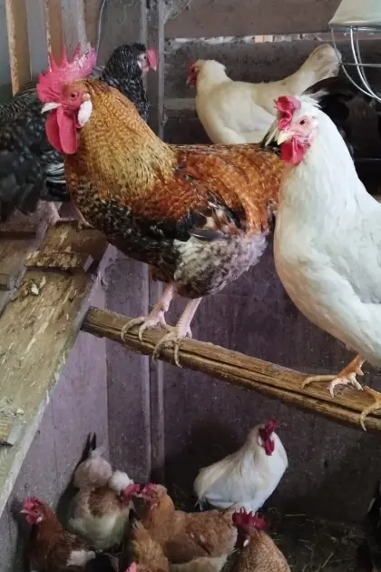 Suchen ein neues Zuhause