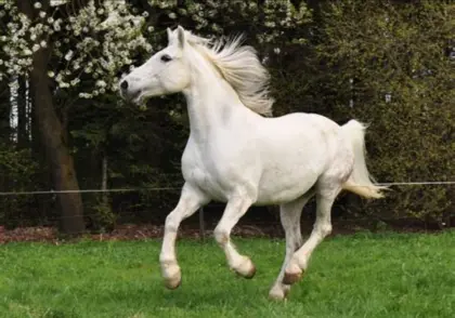 Reiterin such Pferd in Kärnten zw. Villach+Spittal