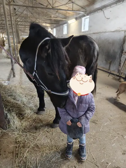 Typvoller, super lieber Noriker Wallach (3 J.)