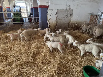 Bio Texel Zuchtlämmer 2026