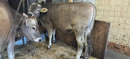 Braunvieh Jahrling Hornt