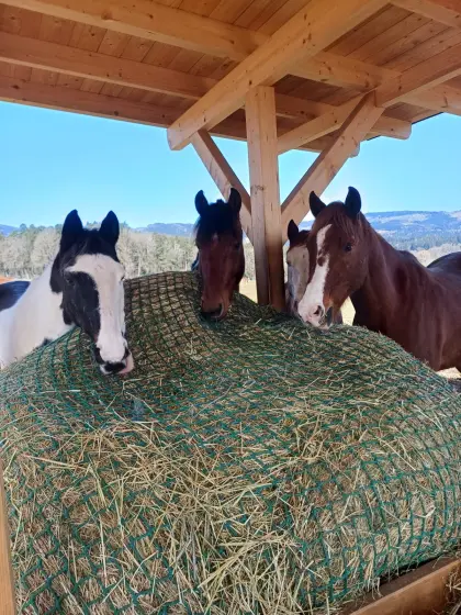 Einstellplatz für Freizeitpferd frei 9411
