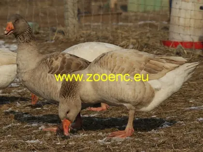 Suchaer Gänse Bruteier