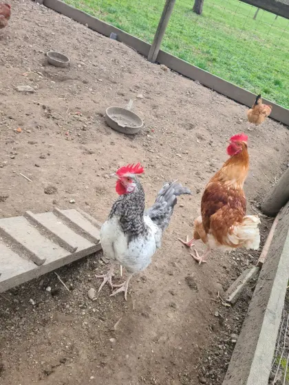 Junge Hähne abzugeben