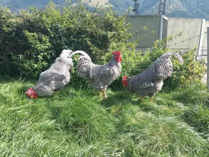 Vergebe Amrocks-Hähne