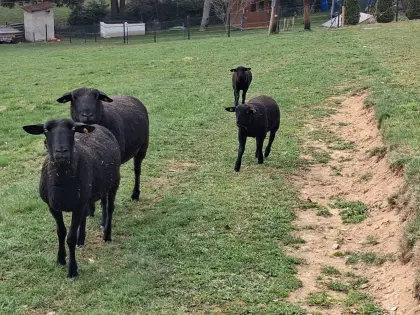 3 Jura-Lämmer weiblich