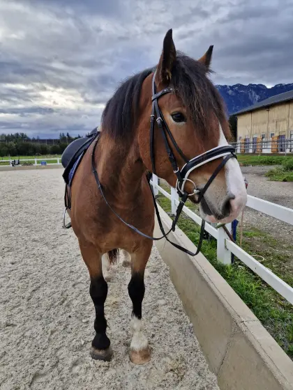 Norikerwallach, 6-jährig