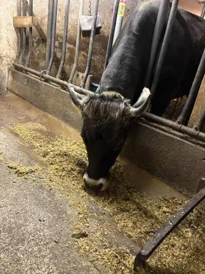 Grauvieh Erstlingskuh + Stierkalb