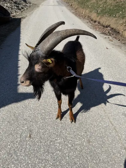 Aosta Bock