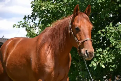 Quarter Horse zu verkaufen