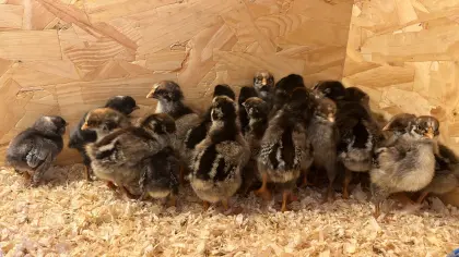 Verkaufe Küken von Barnevelder ssdg