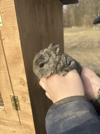 Verschiedene Zwerghasen/Meerschweinchen abzugeben