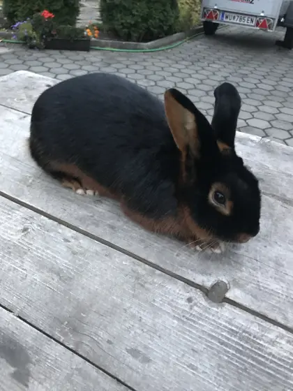 Loh Kaninchen Weibchen zu verkaufen