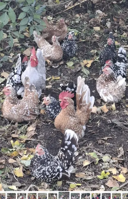 Chabo Japanisches Gartenhuhn Bruteier