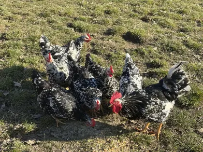 Pita pinta, Hühner - Zuchtstamm