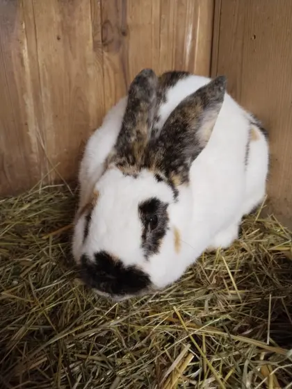 Dreifarbige Riesenschecken-Häsin