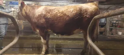 Trächtige Fleckviehzuchtkalbin