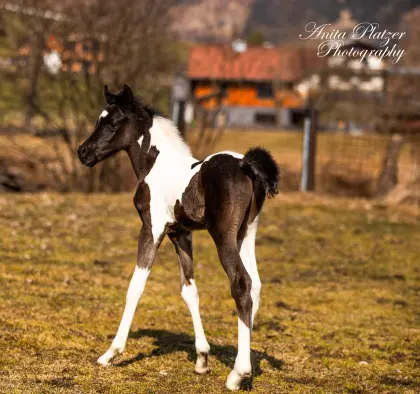Wunderschönes Pintabian Hengstfohlen