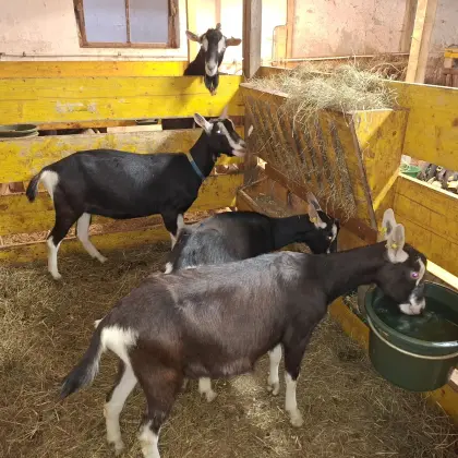 Bündner Strahlenziegen zu verkaufen