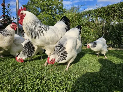 Hühner Sussex/Amrock