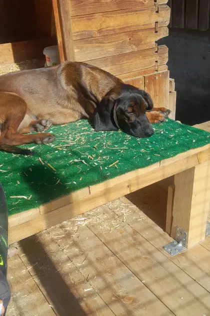 Bayrische Gebirgsschweißhunde Welpen