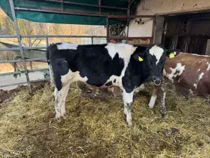 Reinerbig hornloser Deckstier