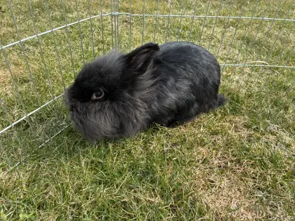 Hasen Mischlinge (2 weiblich, 1 männlich)