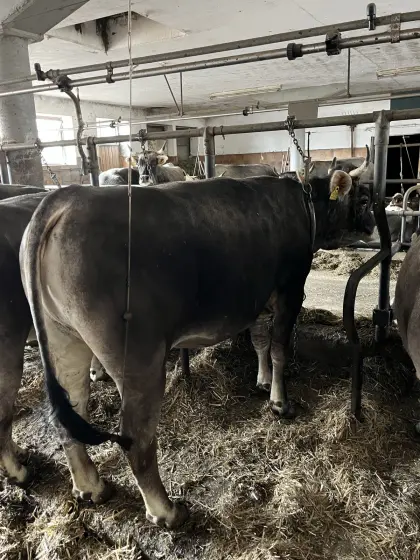 Tiroler Grauvieh Kalbinnen