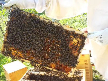 [VERKAUFE] Bienenvölker in Breitwabe (auch Schwärme möglich)