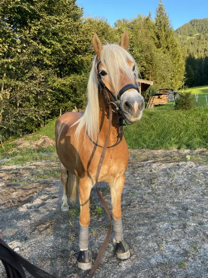 Verkaufe 12 jährige Haflingerstute