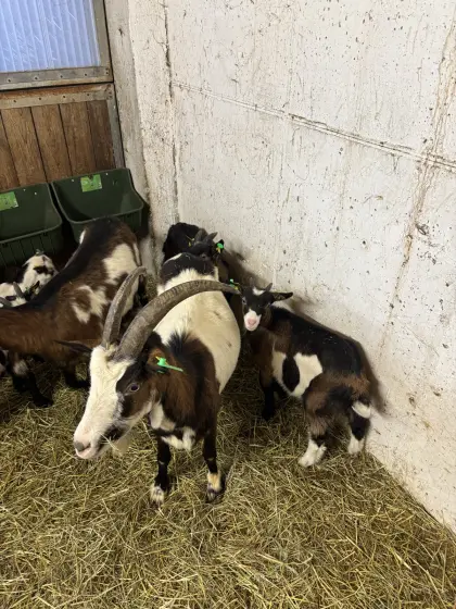 Tauernschecken Kitz zum Hergeben