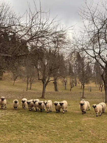Walliser Lämmer BIO weibl. und männl.