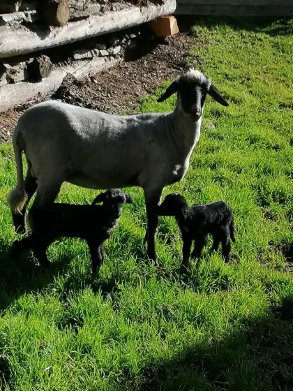 Alpine Steinschaflämmer