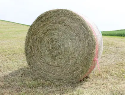 Heu als Einstreu