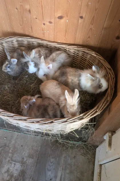 Zwergkaninchen in allen Farben laufend zu verkaufen