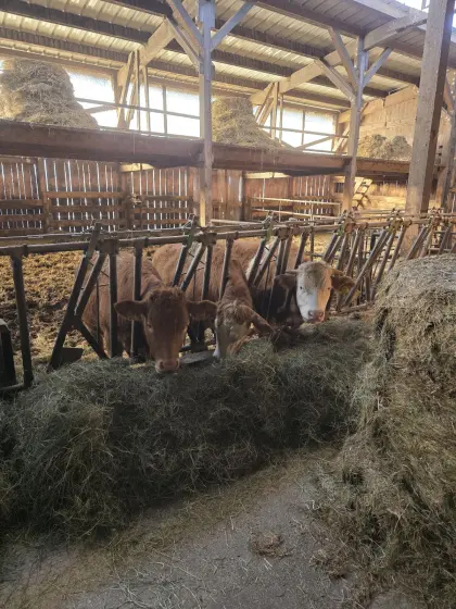 Rinderaufstallung, Diesel und Adblue Mobiltanks