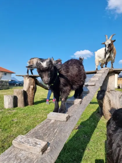 Mini-Zwergziegenbock