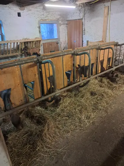 GGZ Mutter und Milchziegen zu verkaufen