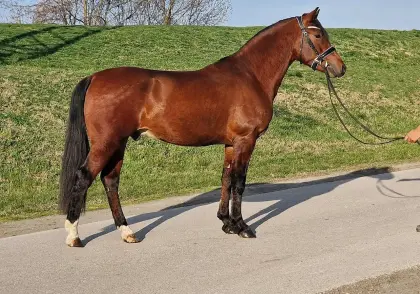 Sehr süsser junger Wallach