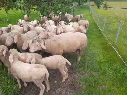 Merinoschafe und Widder