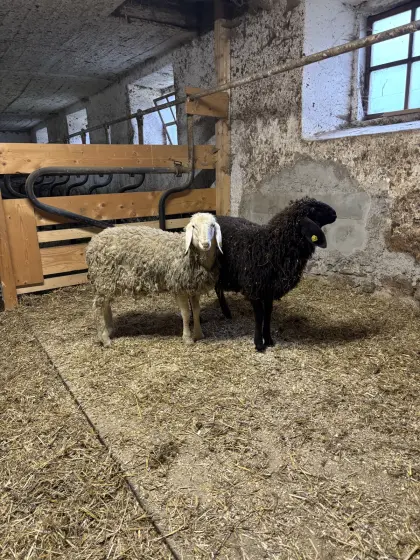 Schafe zu verkaufen zusammen