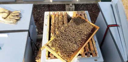 Bienenvölker Carnica zandermaß