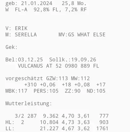 Trächtige Fleckviehzuchtkalbinnen