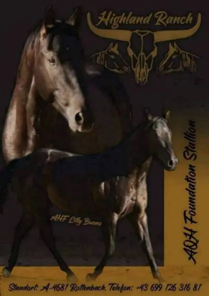 DECKANZEIGE AQH Hengst
