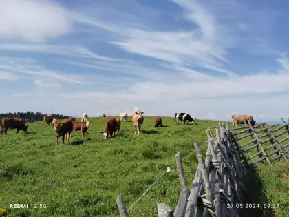 Behirtete Almweide auf der Sommeralm