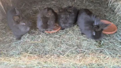 Löwenkopf Zwergkaninchen in allen Farben laufend zu verkauf.