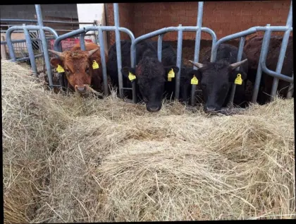 Dexter Rinder, Kalbin trächtig, Kälber