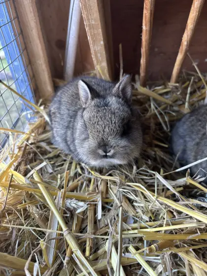 Mehrere Zwegkanichen/Meerschweinchen abzugeben