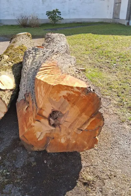 Birnenstamm und Lindenstamm